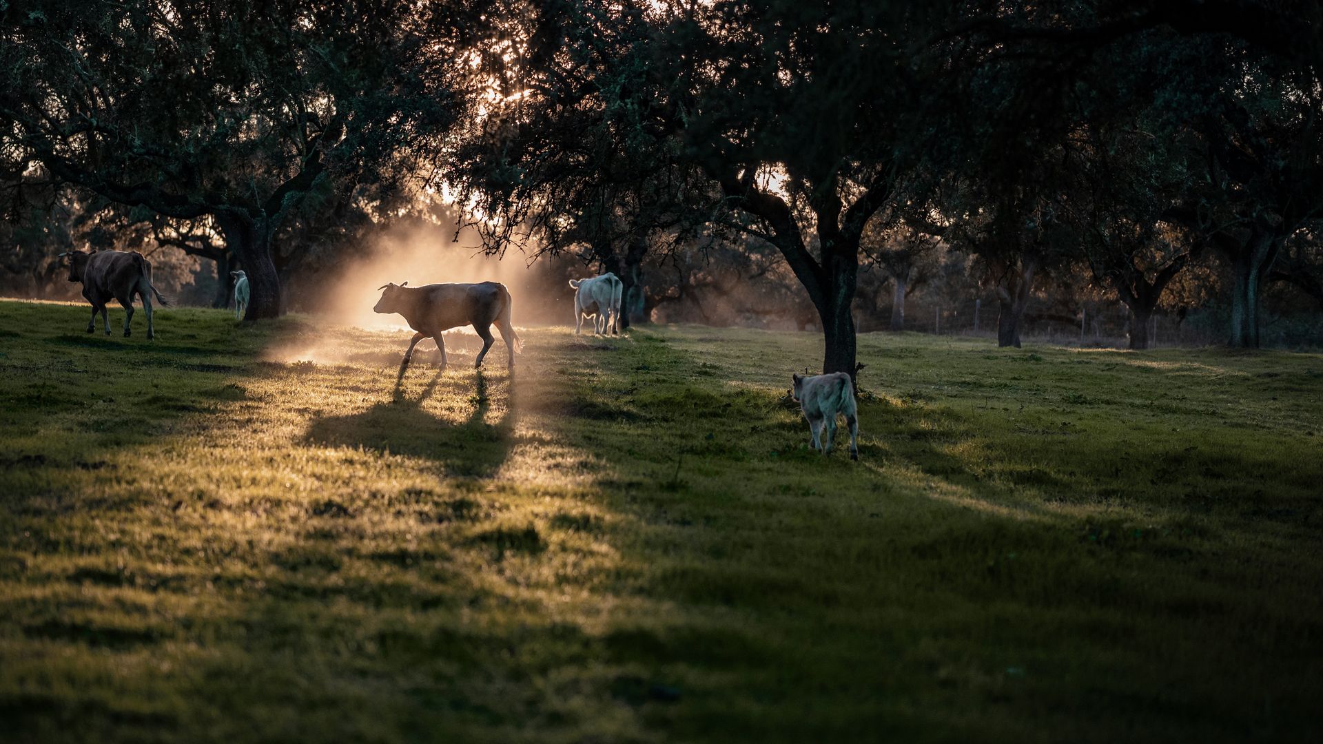 Traditionelle Landwirtschaft im Alentejo – Kuhherde bei Beja