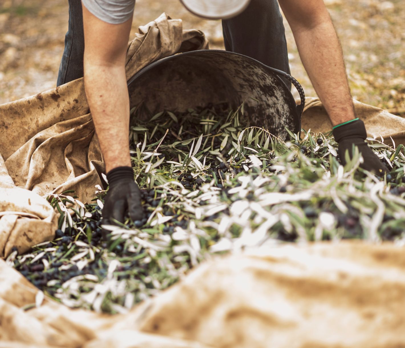 Olivenhaine rund um Córdoba