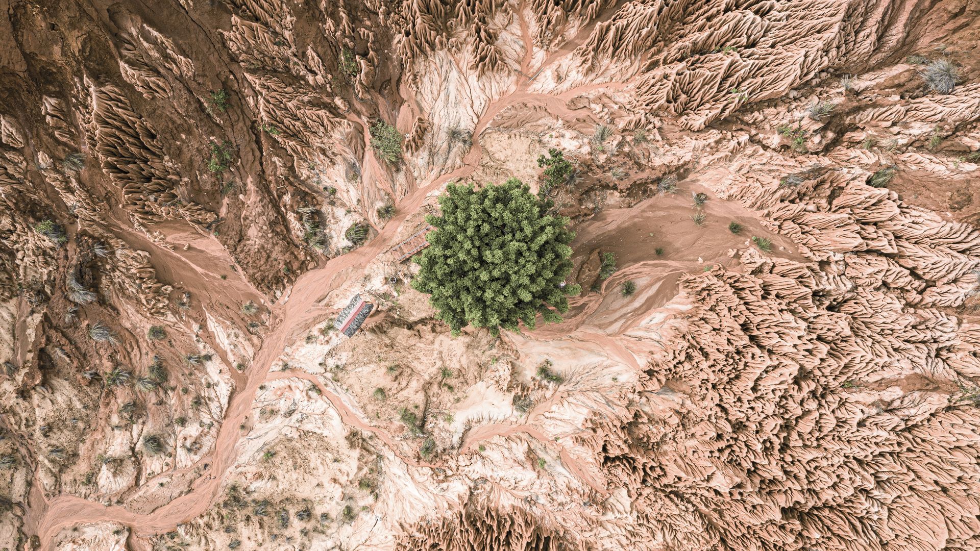Ein Baum in grüner Pracht umgeben von den Roten Tsingys