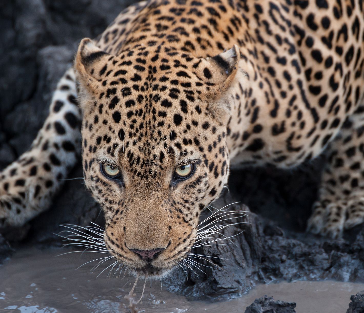 Big Five: Leopard