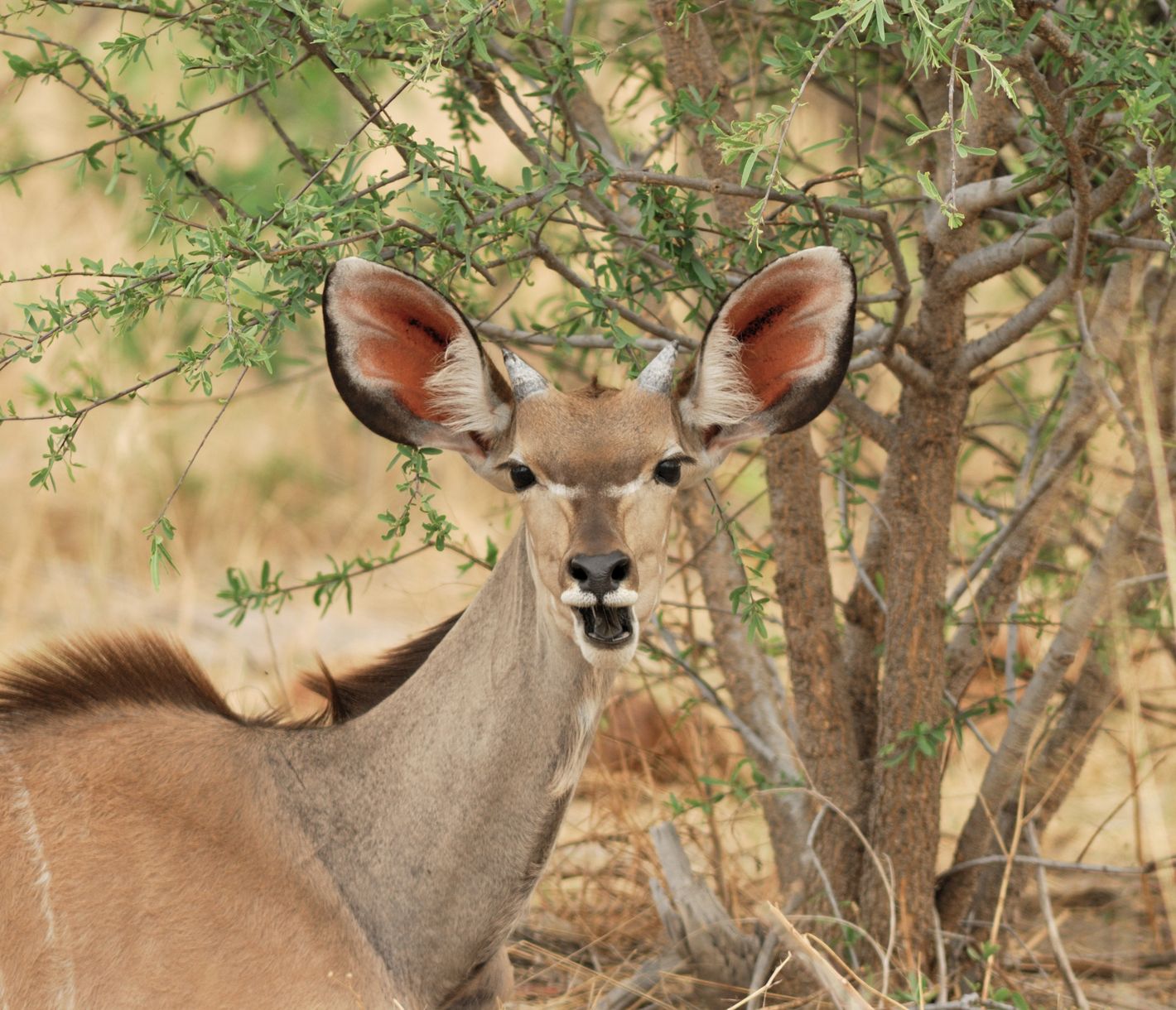 Junges Kudu-Männchen beim Fressen frischer Strauchblätter