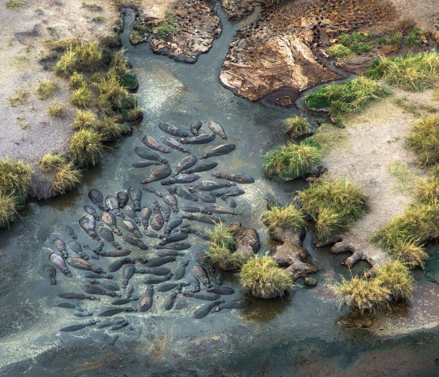 Ein «Hippo-Pool» aus der Vogelperspektive in der Serengeti