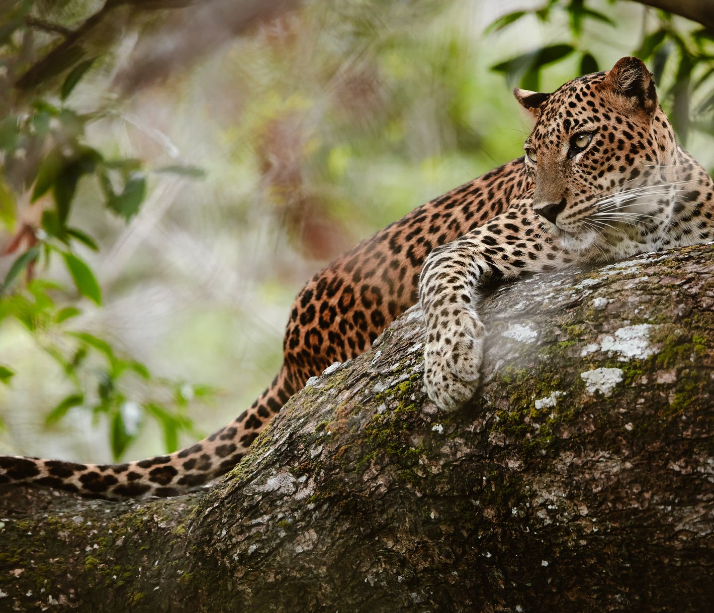 Leopard im Yala Nationalpark