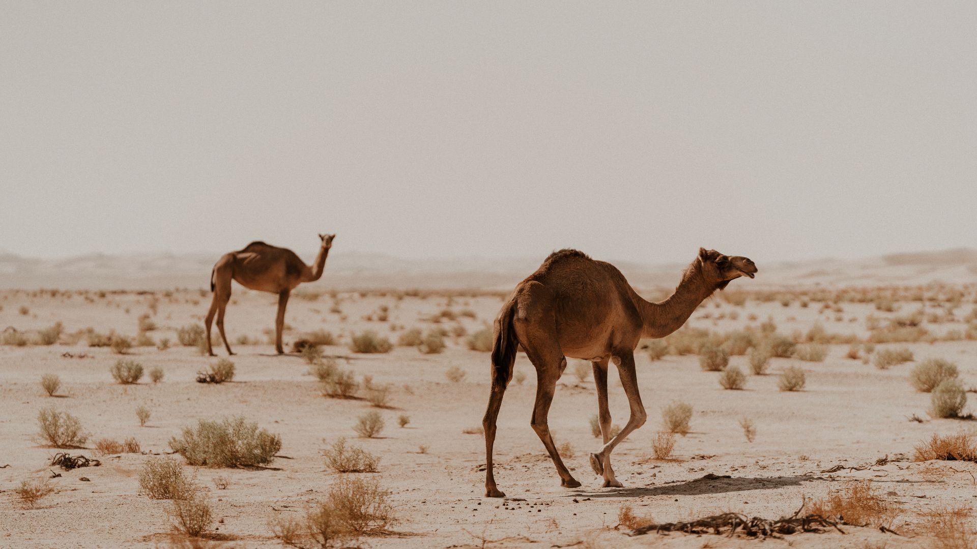 Kamele in der Wahiba Sands – Wüstenleben im Herzen Omans