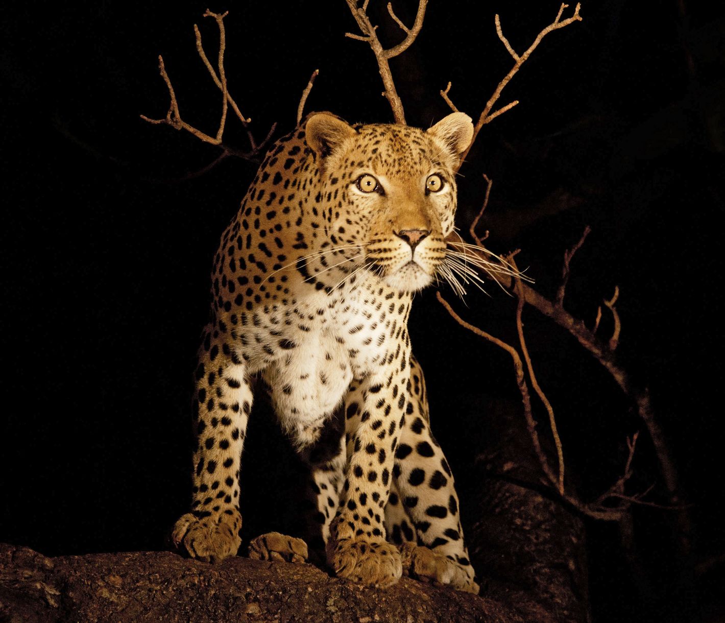 Bereit für den Sprung