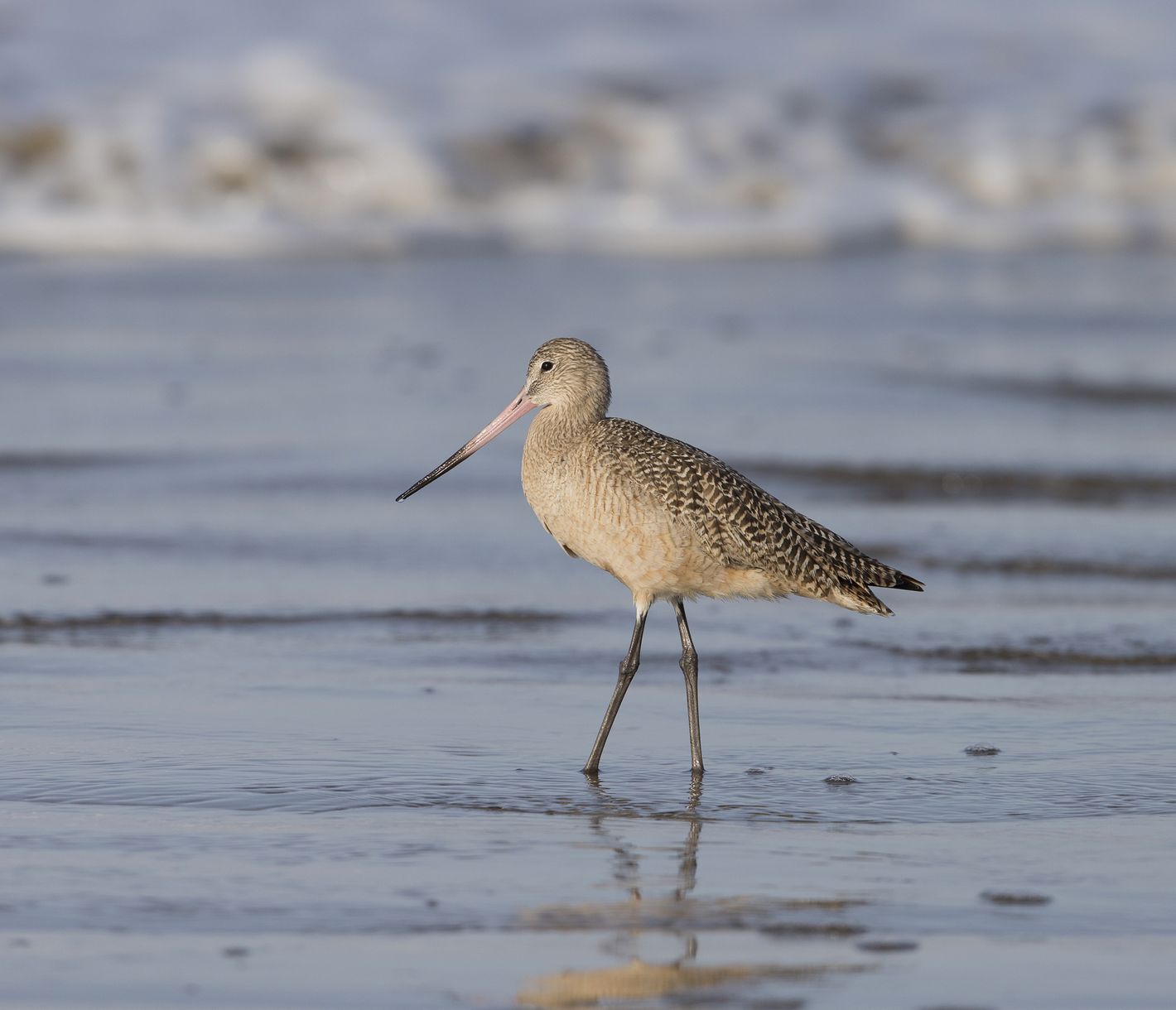 Die Uferschnepfen kann man an den Stränden, wie hier in Morro Bay, immer wieder auf ihrer Futtersuche beobachten.