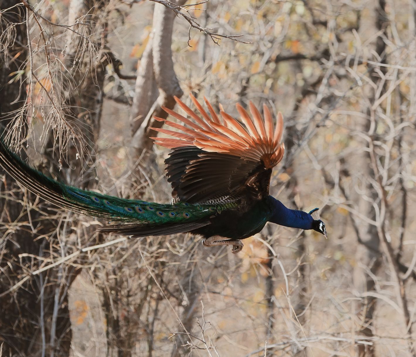 Ein Pfau im Kanha-Nationalpark, Farbenpracht und anmutige Eleganz
