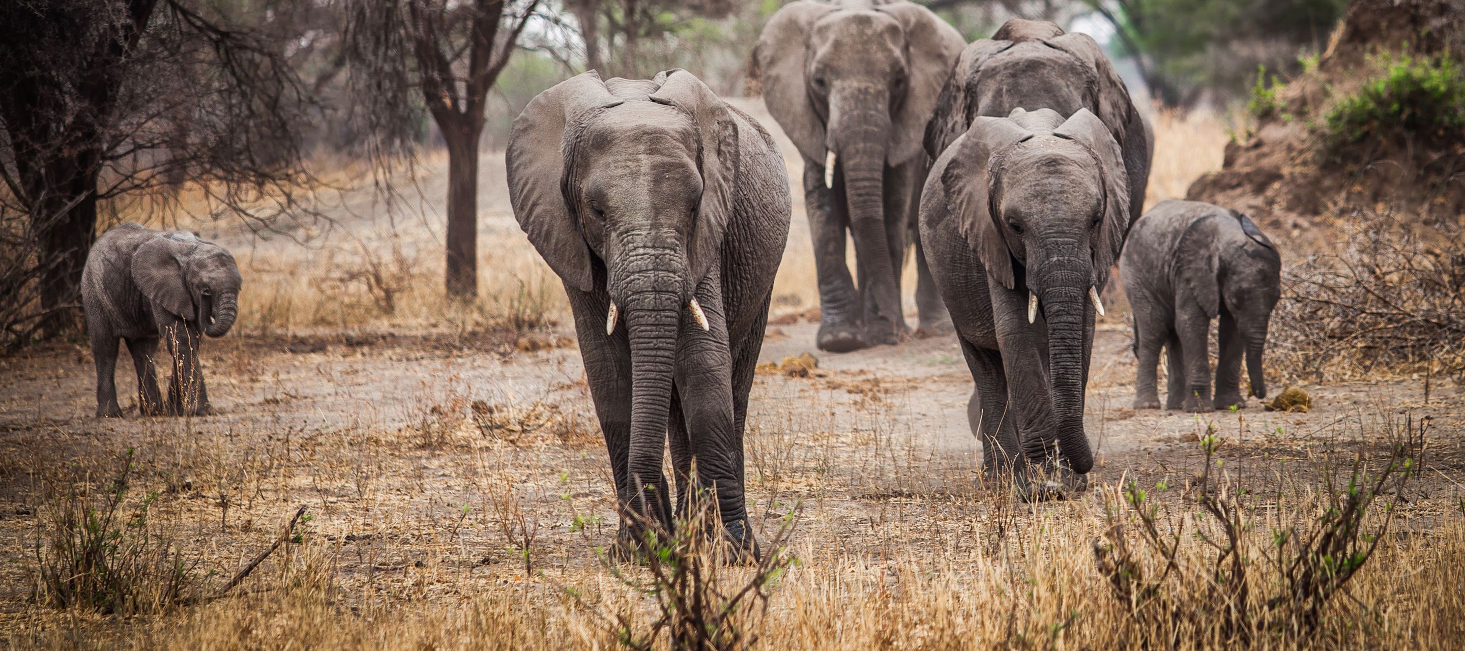 Elefanten­herden im Tarangire-Nationalpark