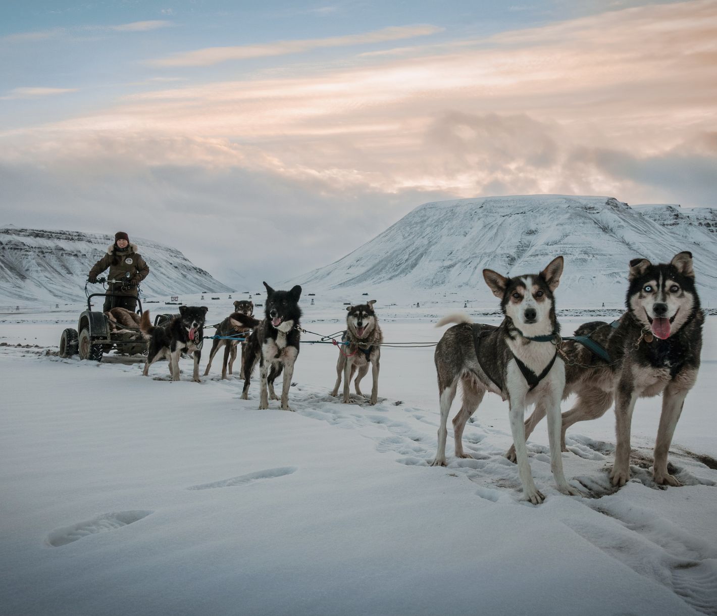 Endlich geht es los – freudig erwarten Sie die Huskys!