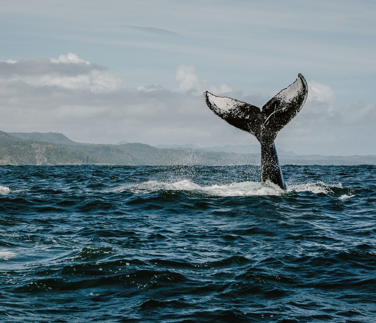 "Ballena a la vista!"