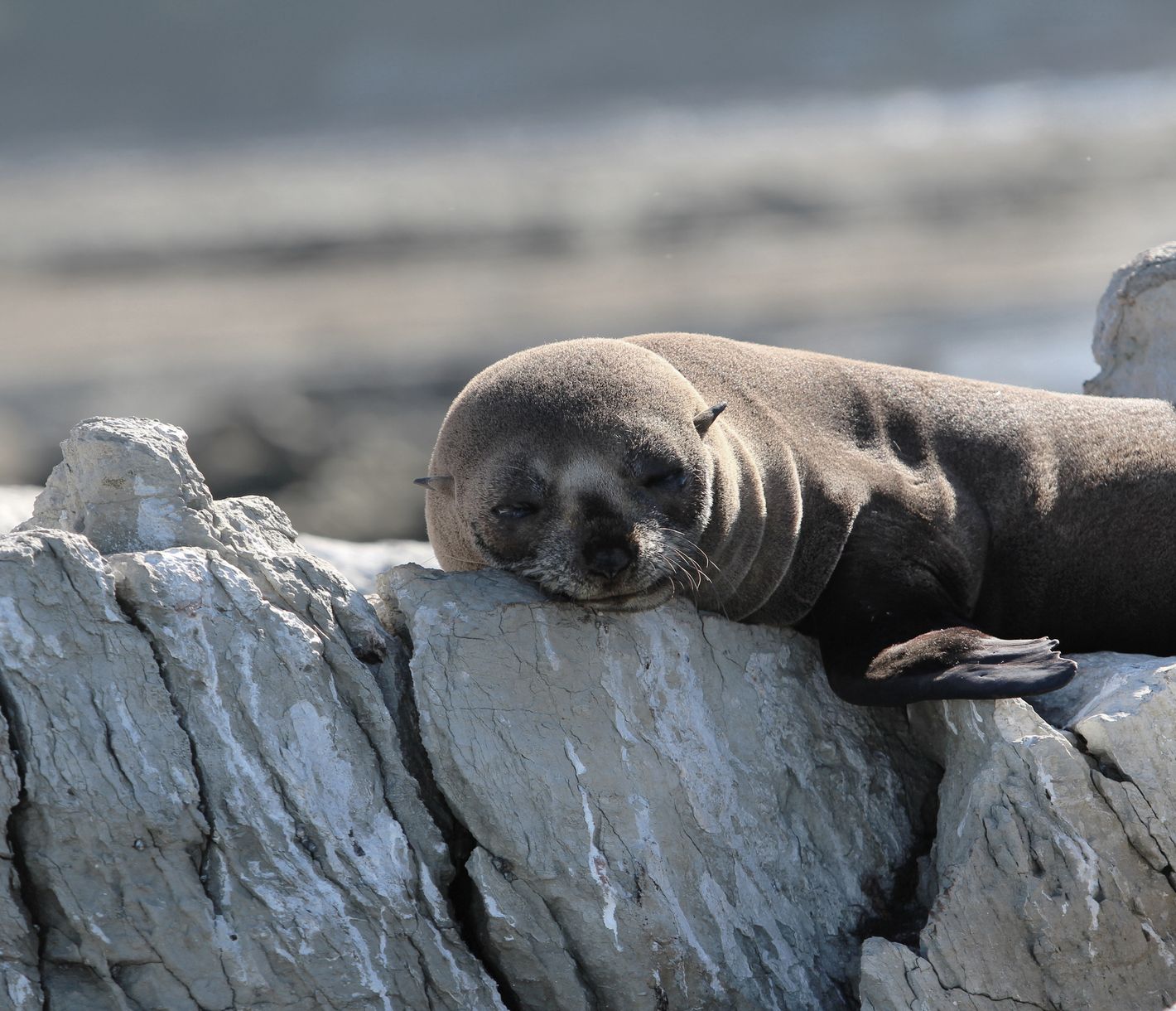Sich die Sonne auf den Pelz scheinen lassen...