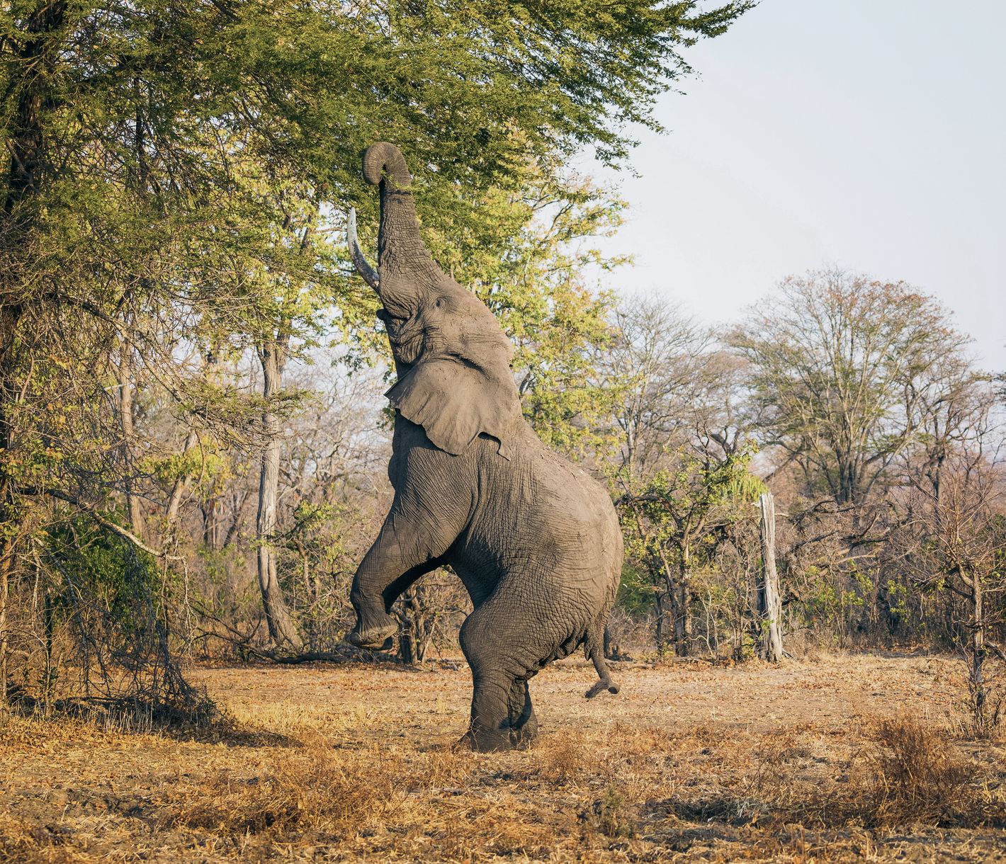 Ein Elefant stellt sich im Liwonde-Nationalpark auf die Hinterbeine, um an frische Blätter zu gelangen.