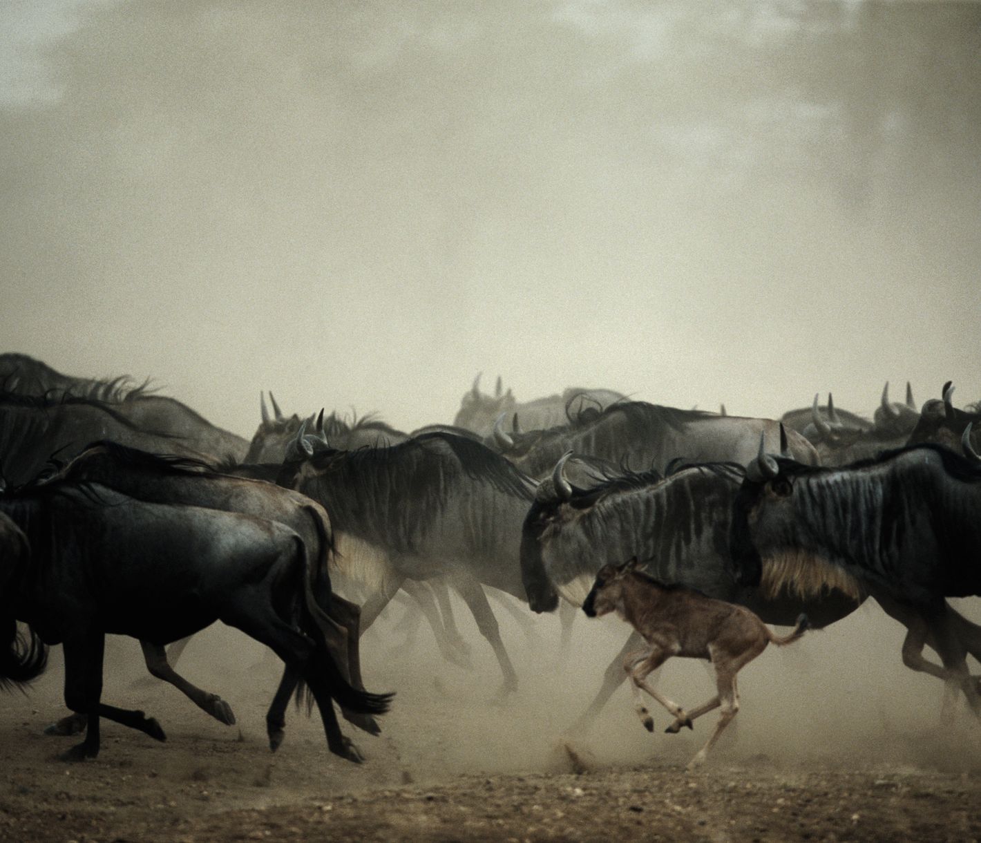 Eine Herde von Gnus mit einem Jungtier im Serengeti-Nationalpark