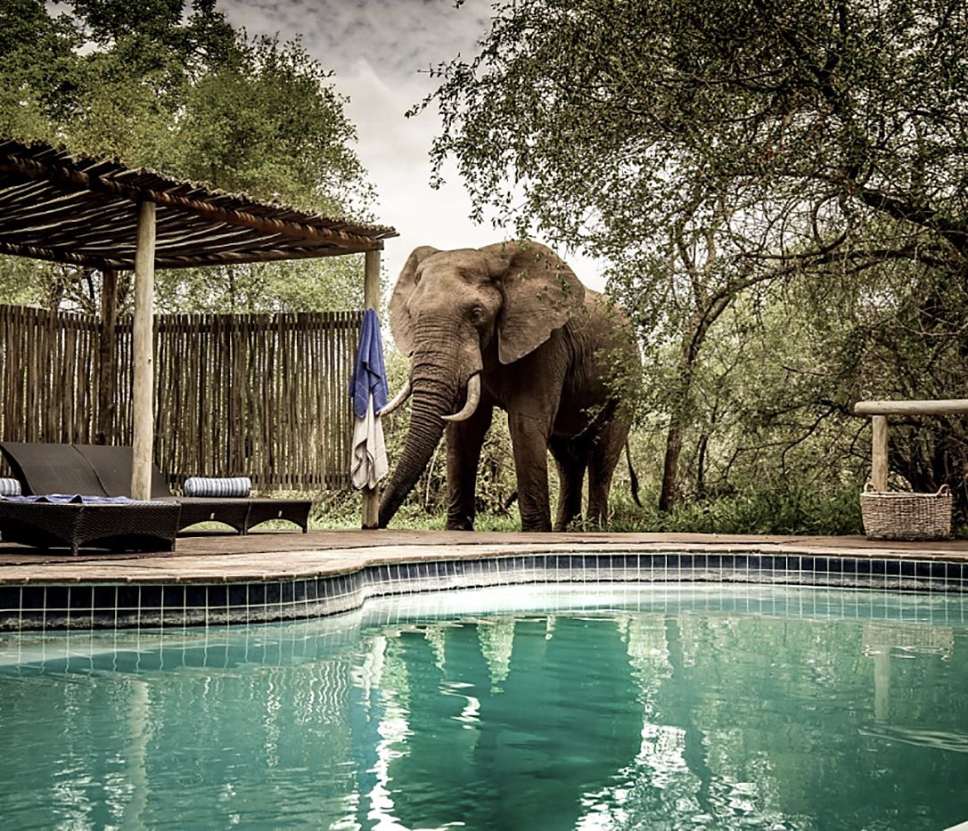 Rhino Post Safari Lodge, Besuch am Pool