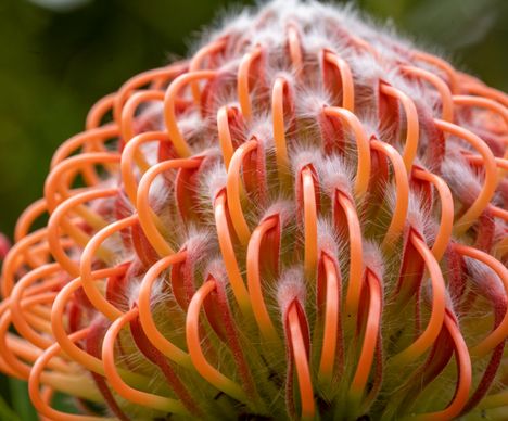 Makroaufnahme einer Protea-Blüte, der Nationalblume Südafrikas