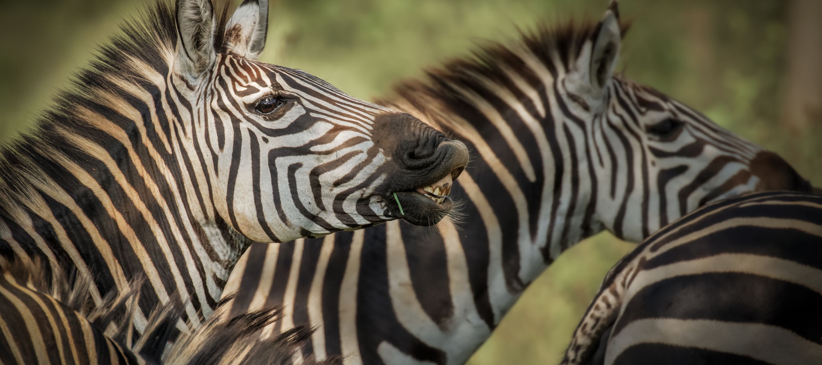 Eine Herde Steppenzebras im Lake-Mburo-Nationalpark