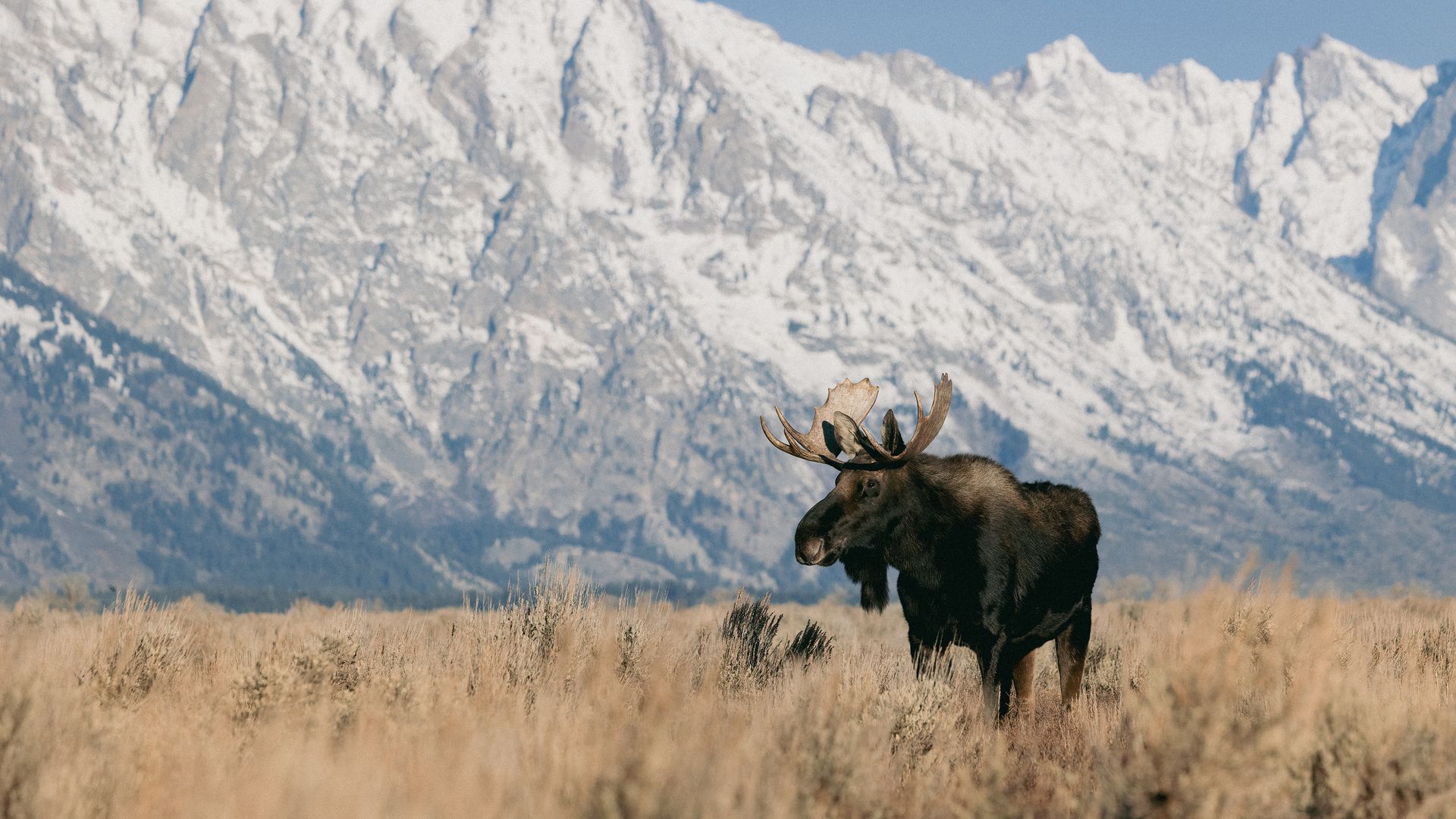 Le parc du Grand Teton est l’endroit rêvé pour voir des élans.