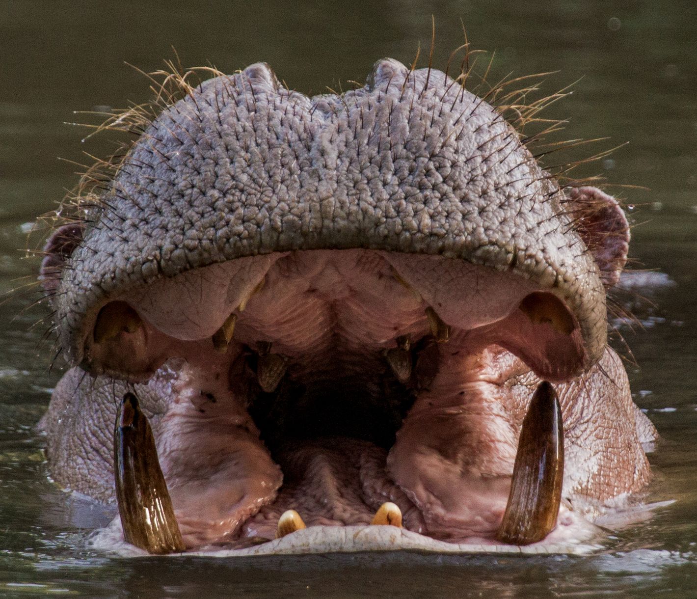 Mächtige Eckzähne eines Flusspferdes im Meru-Nationalpark