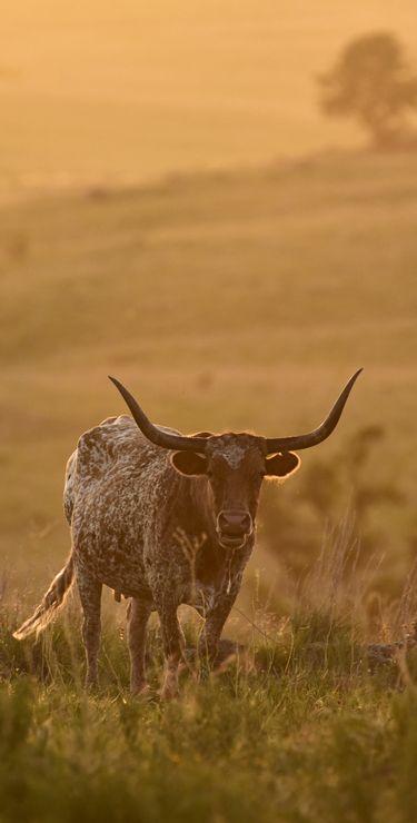 Abenteuer pur im Wichita Mountains Wildlife Refuge