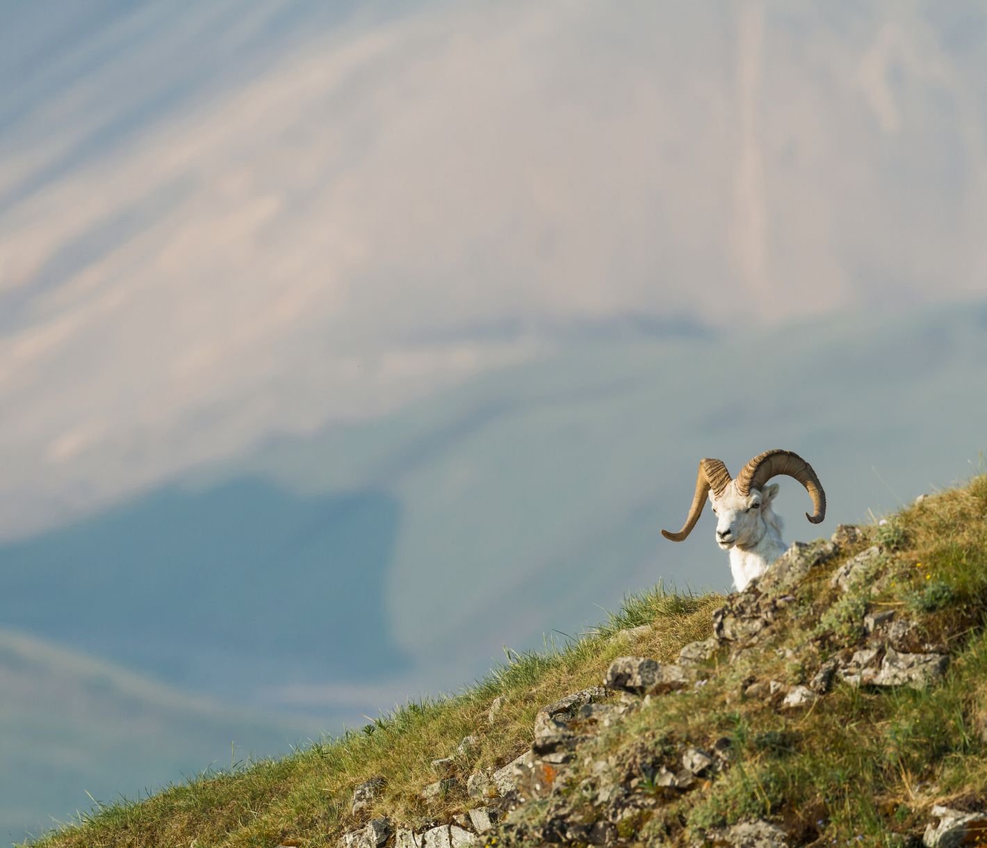 Dallsheep im Denali National Park