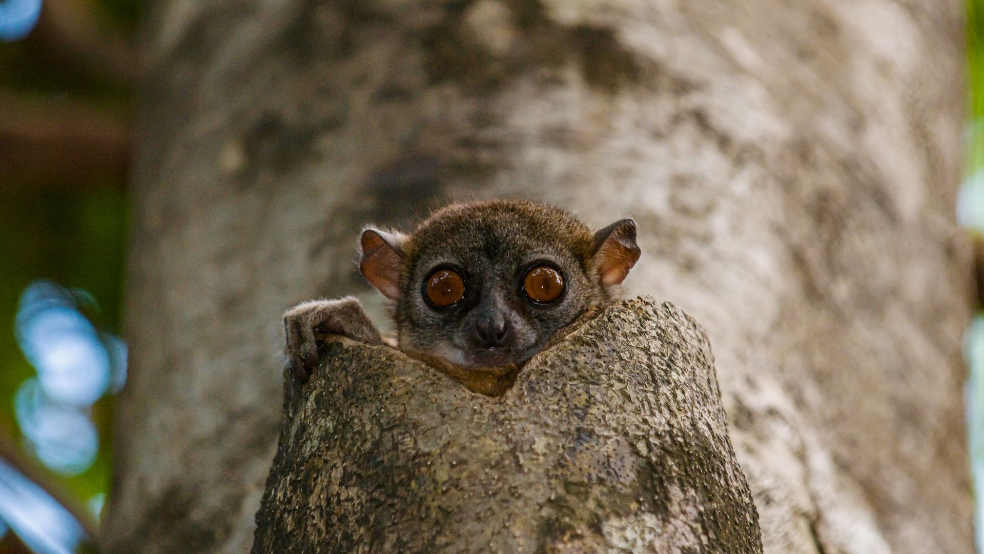 Schau mir in die (Ankarana-Wieselmaki-)Augen, Baby!