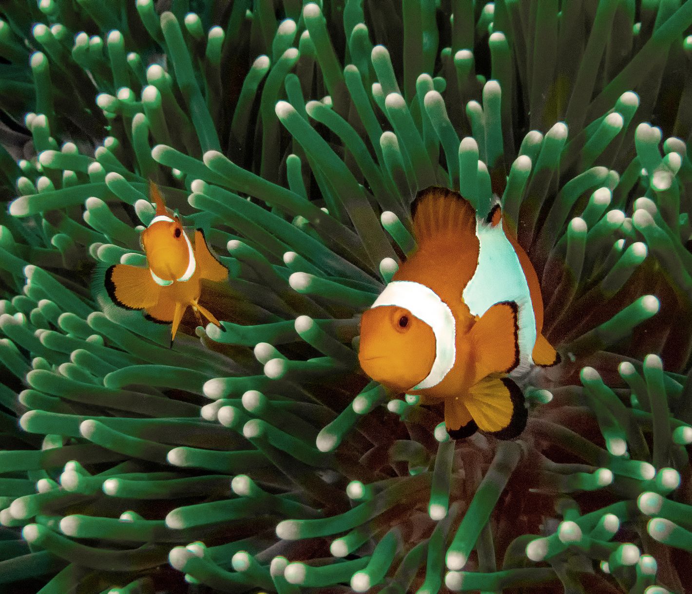Das Geheimnis scheint gelüftet: Nemo und sein Vater sollen aus den Philippinen stammen!