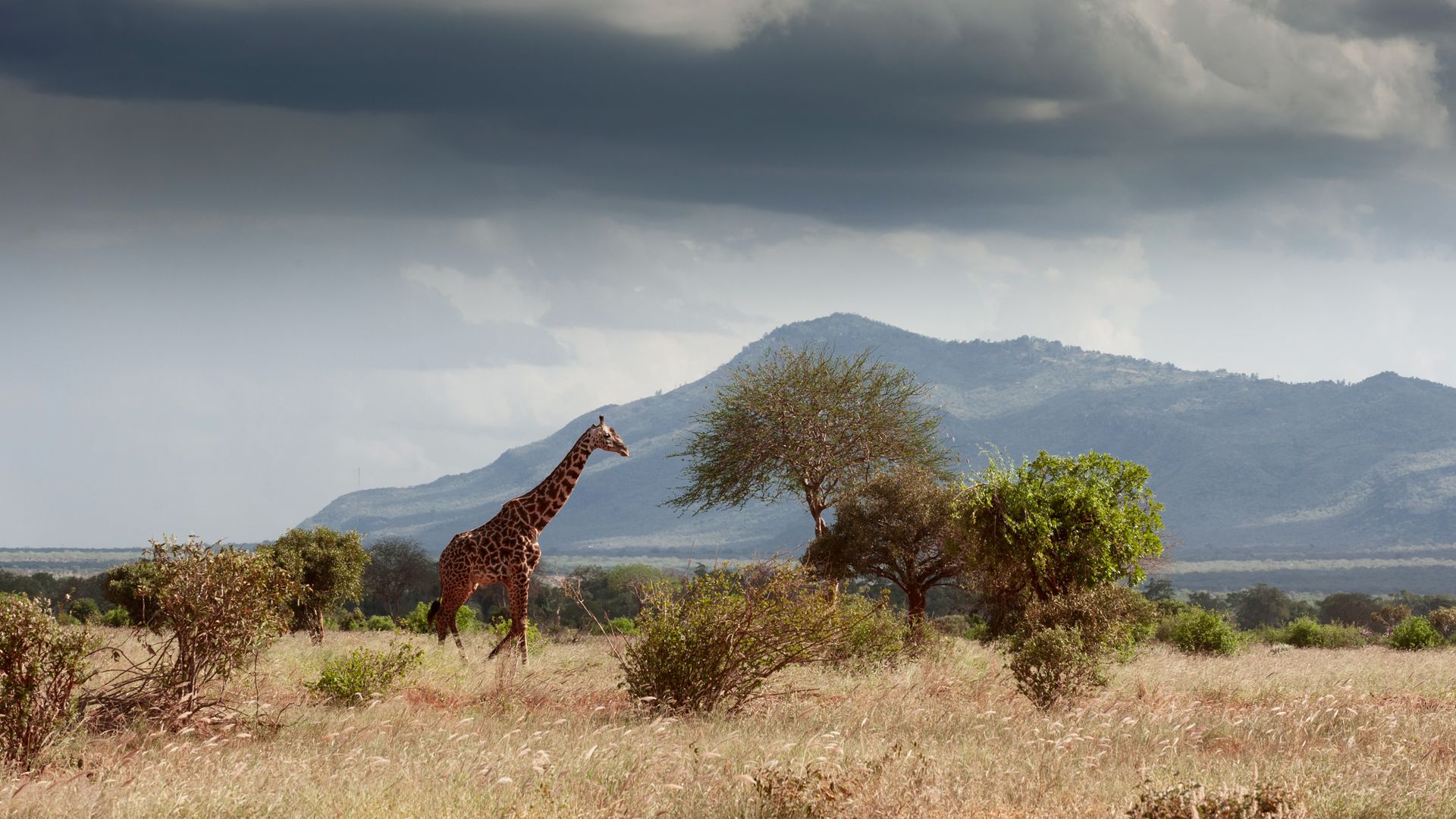 Eine Giraffe durchstreift den Tsavo-Ost-Nationalpark.