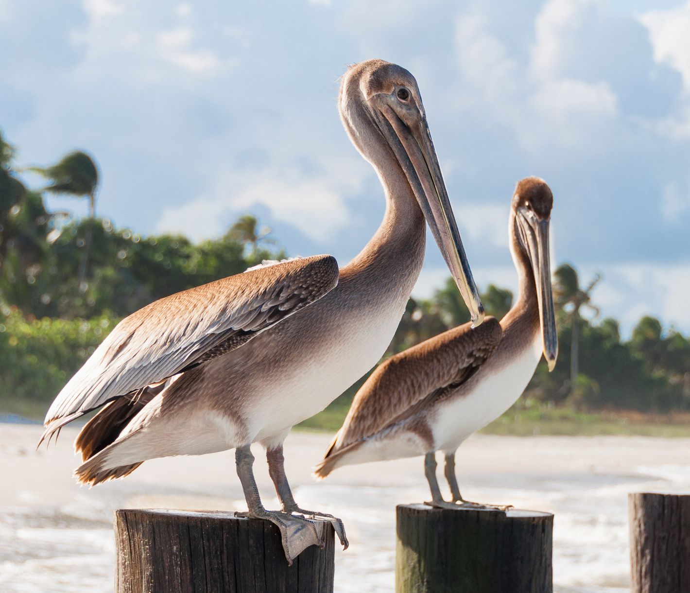 Pelikane an der Küste bei Naples