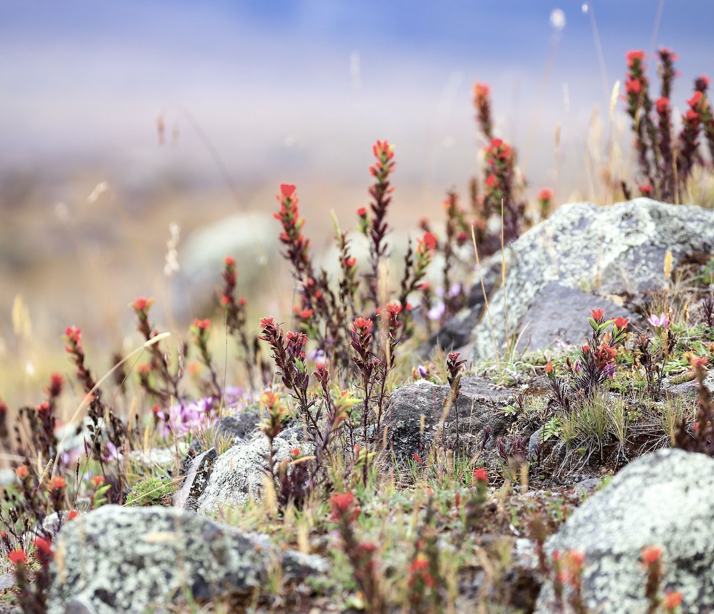 Vielfältige Landschaft im Nationalpark Cotopaxi