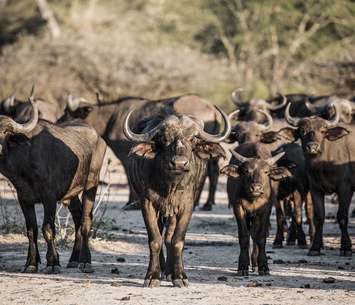 Herde von Kaffernbüffeln im Ruaha-Nationalpark