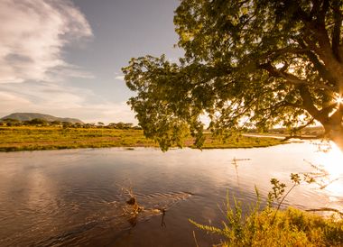 Tamarinden-Baum am Ufer des Ruaha-Flusses im Ruaha-Nationalpark
