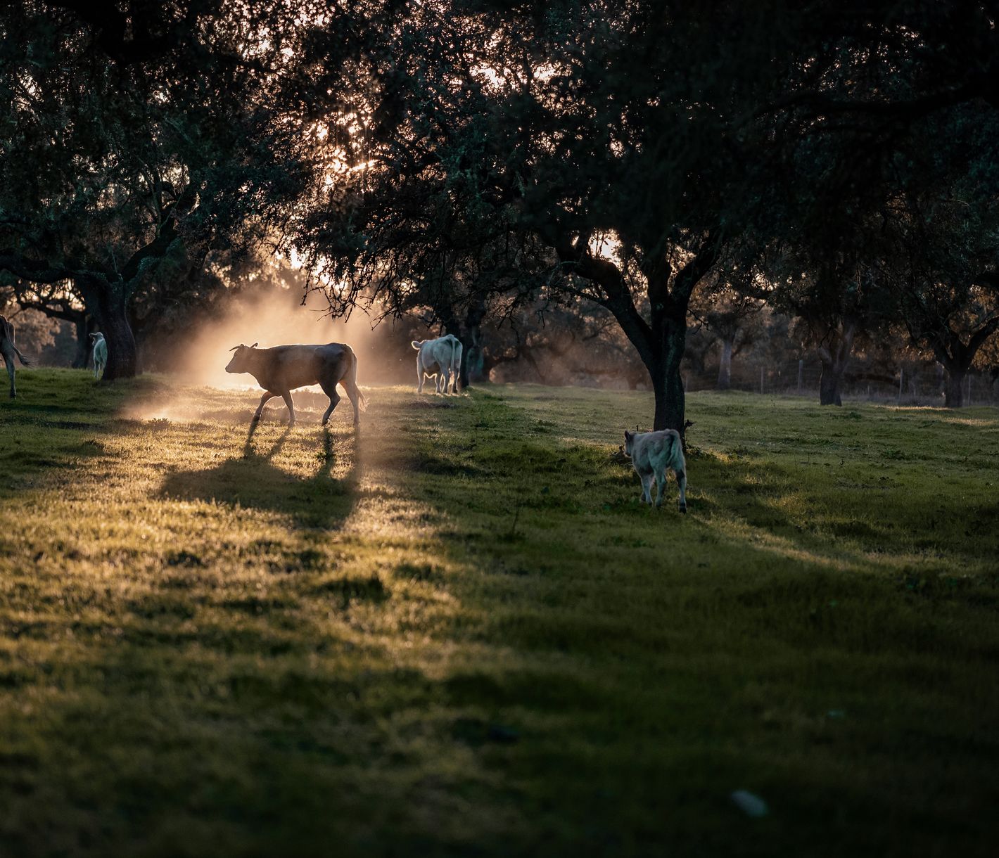 Traditionelle Landwirtschaft im Alentejo – Kuhherde bei Beja