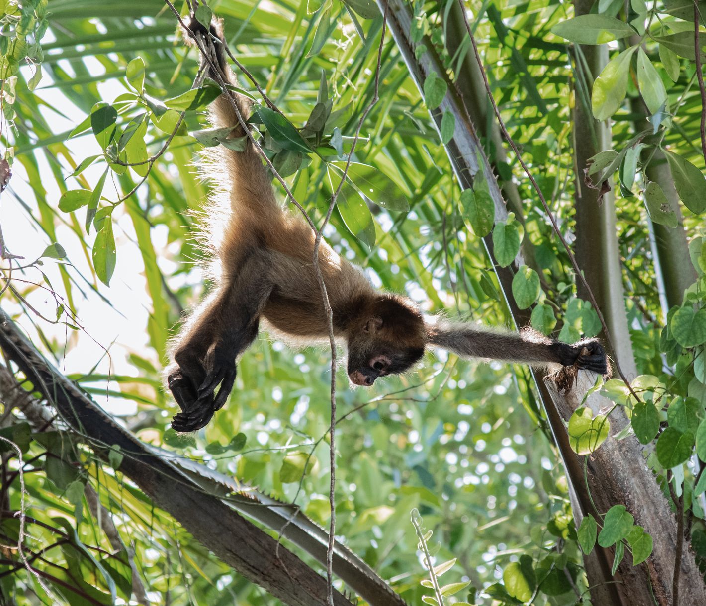 Hallo Klammeräffchen!
