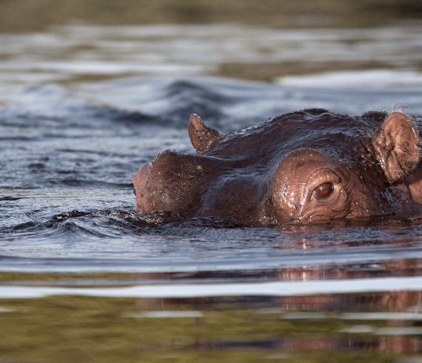Attention à l’hippopotame près des berges du Chobe