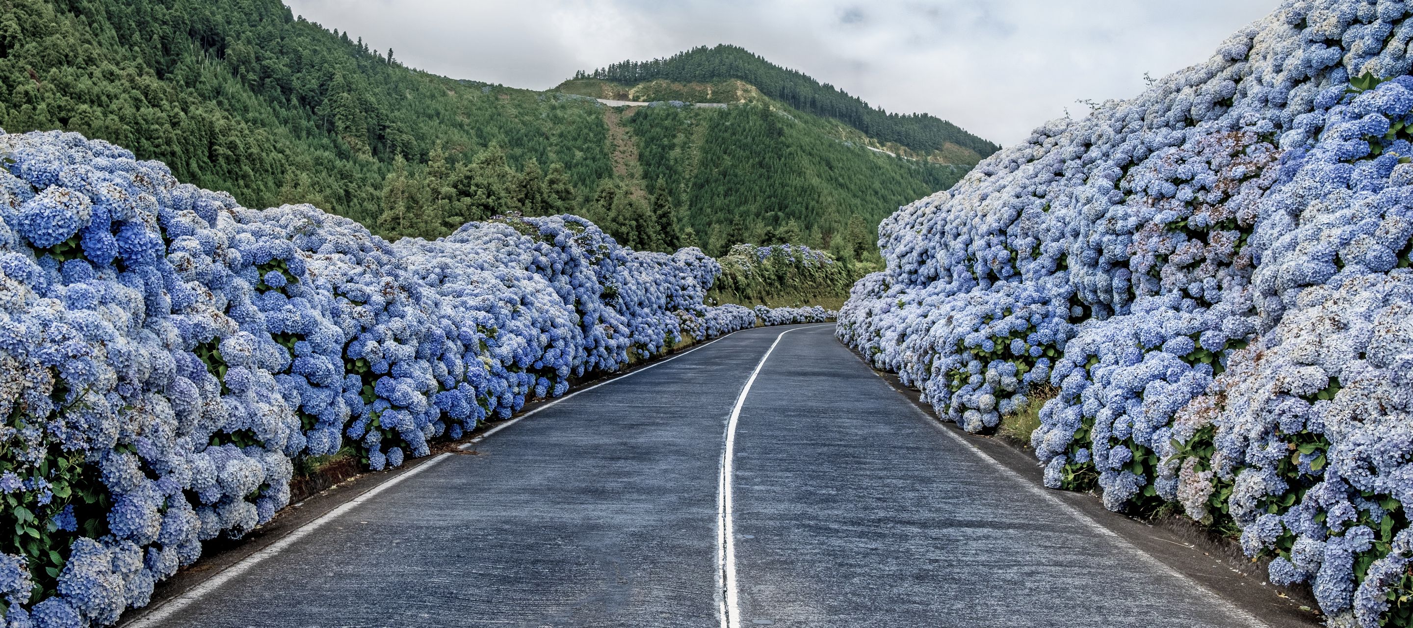 Die berühmte Strasse der Hortensien, Sete Cidades, Insel São Miguel