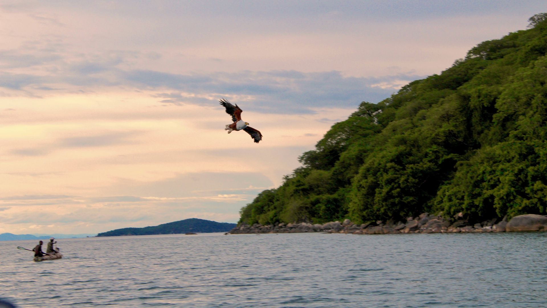 Adler bei Sonnenuntergang über dem Malawisee