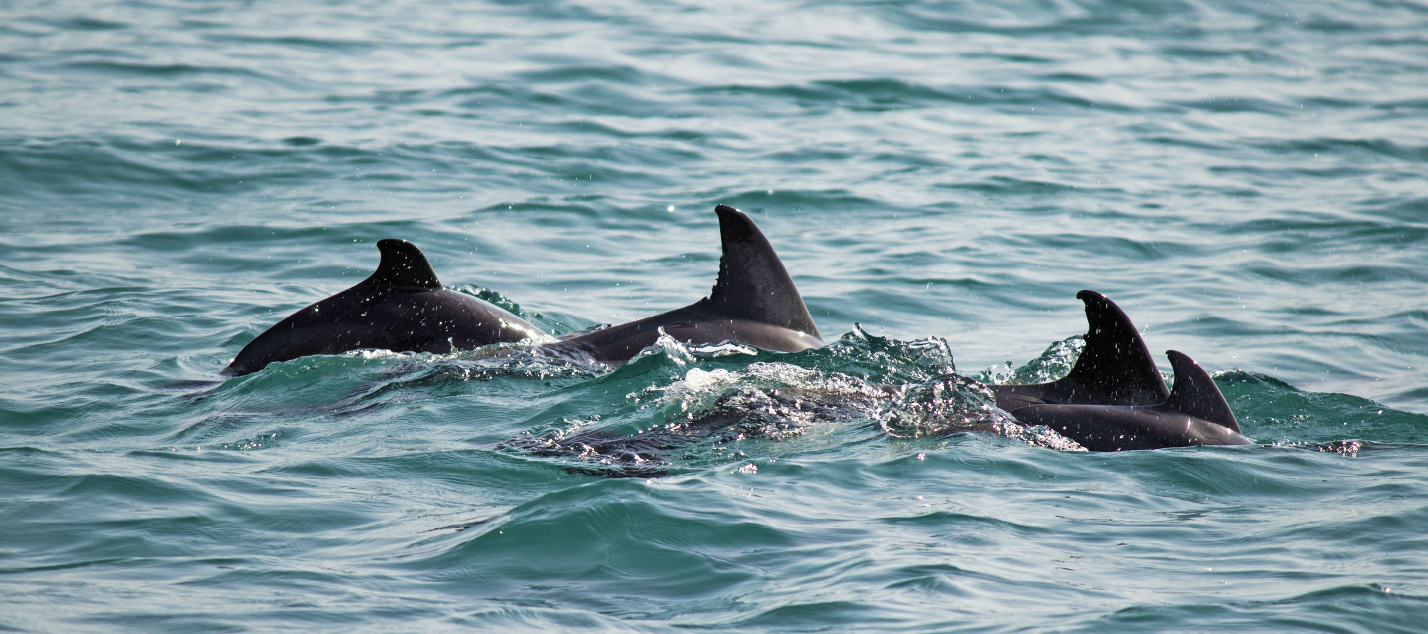 Les dauphins tachetés de l’Atlantique vivent dans les eaux des Açores.