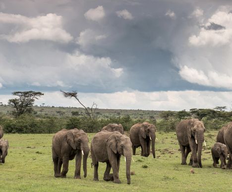 Elefantenherde auf Streifzug in der Naboisho-Conservancy