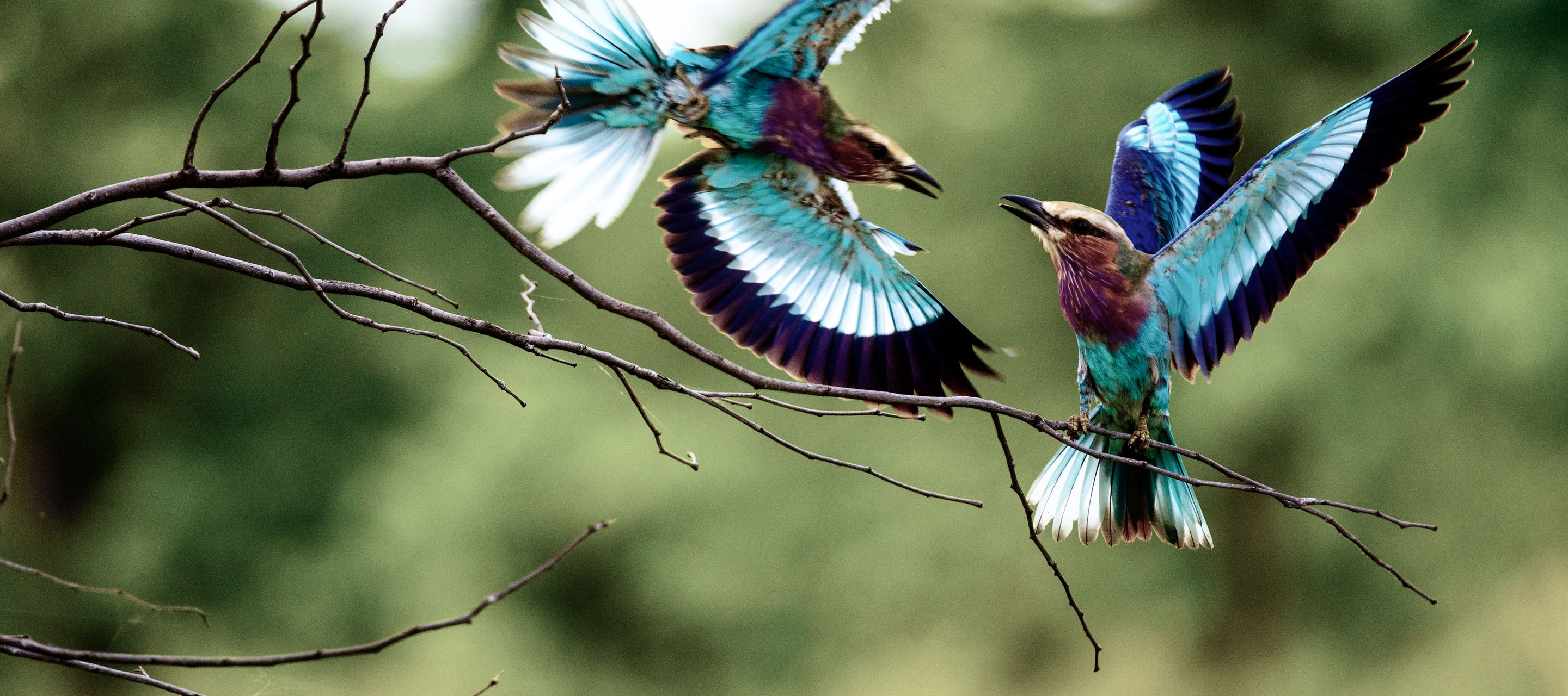 Der «Lilac-breasted Roller» attackiert im Liwonde-Nationalpark einen Artgenossen.