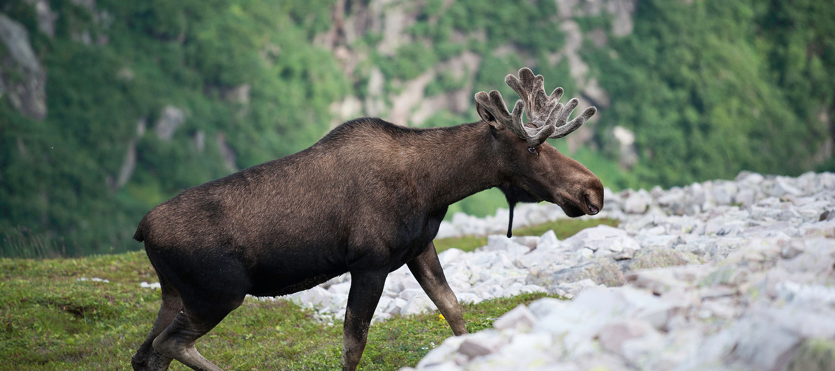 Fortes chances de rencontrer des élans !