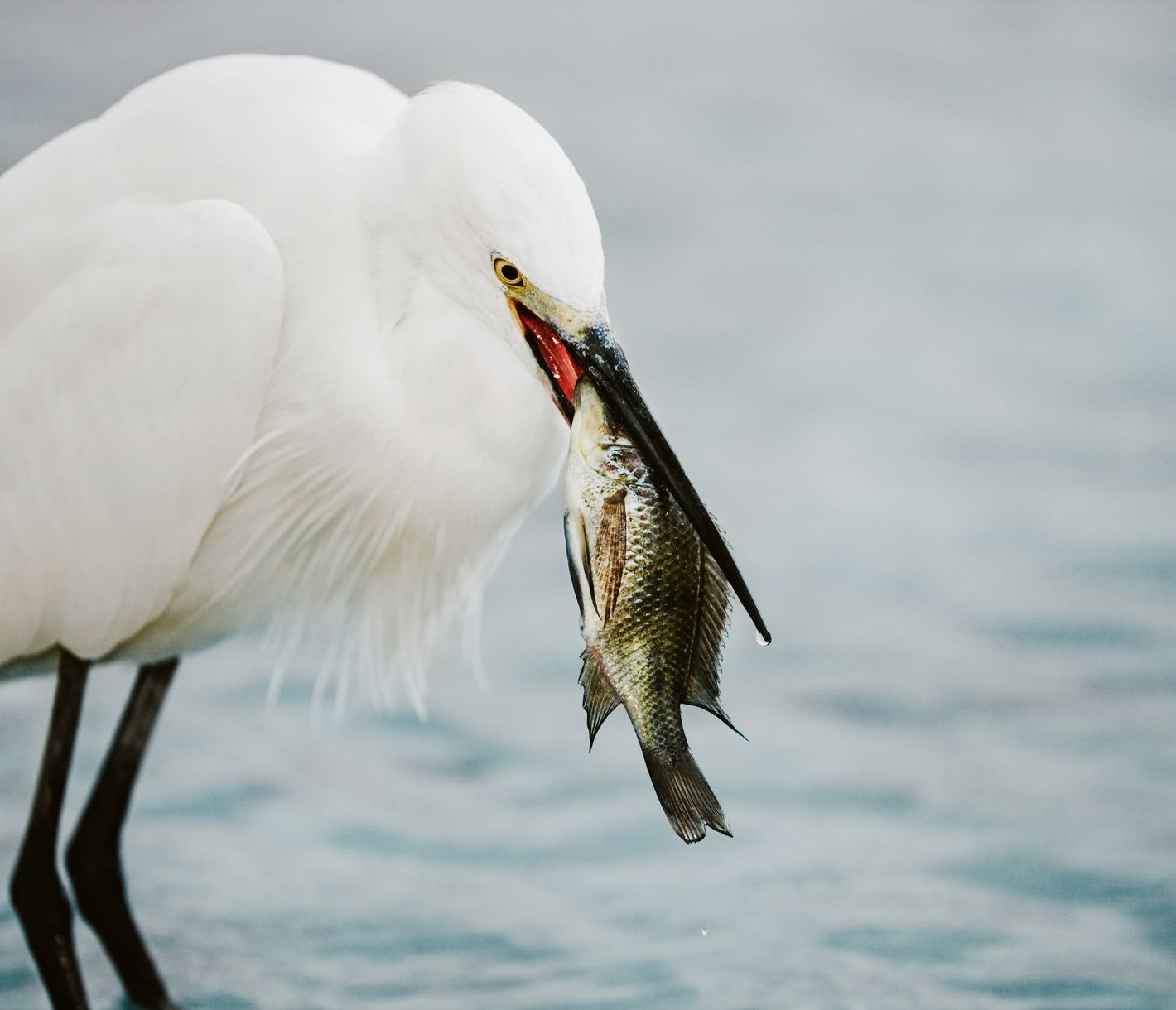 Seidenreiher beim Fischfang im Indischen Ozean