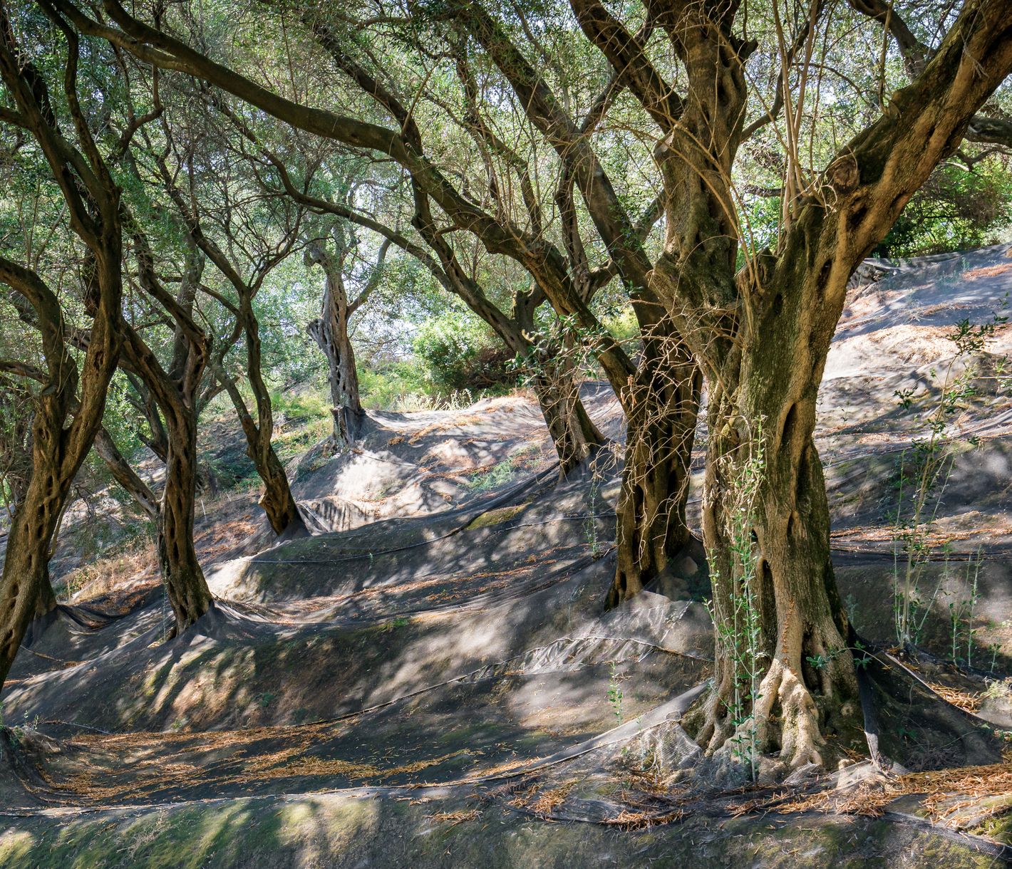 Olivenbäume in Korfu