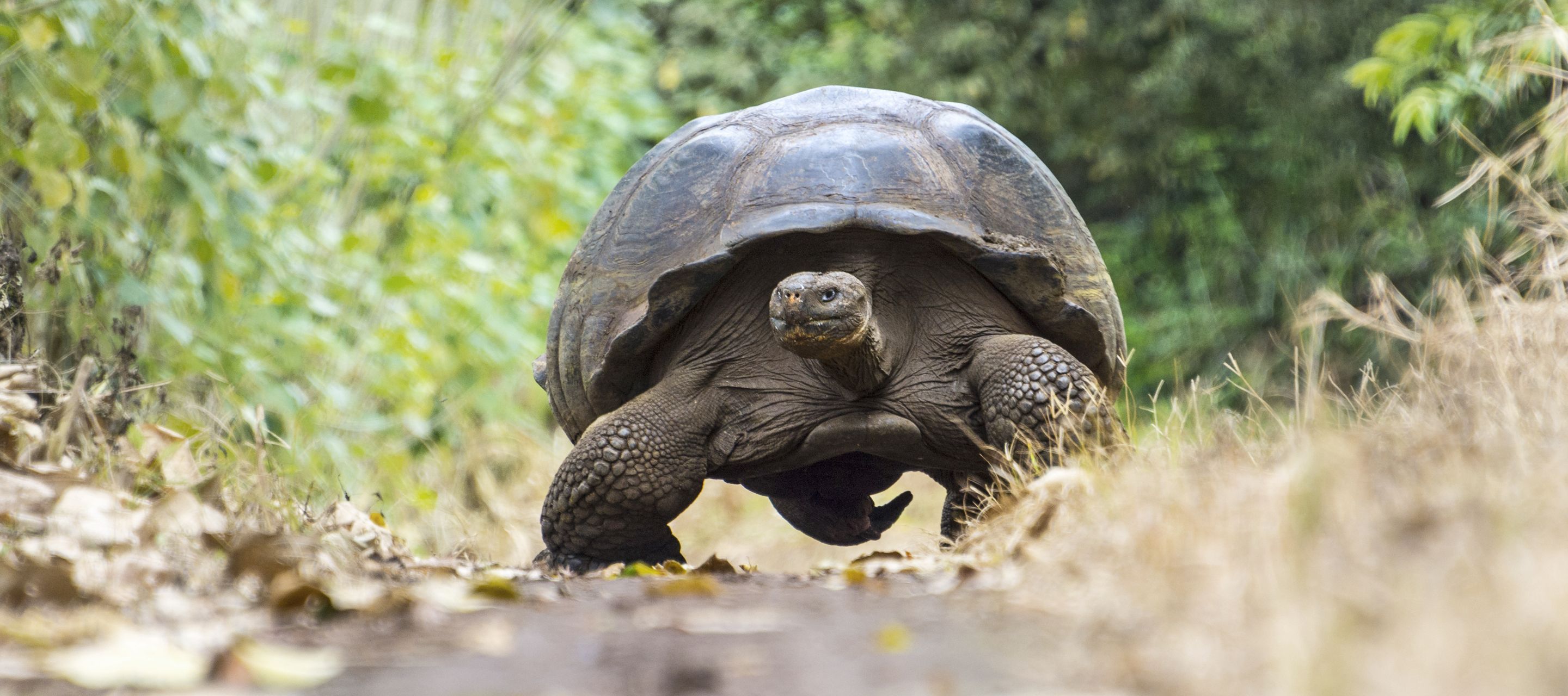 Der Tierwelt hautnah.