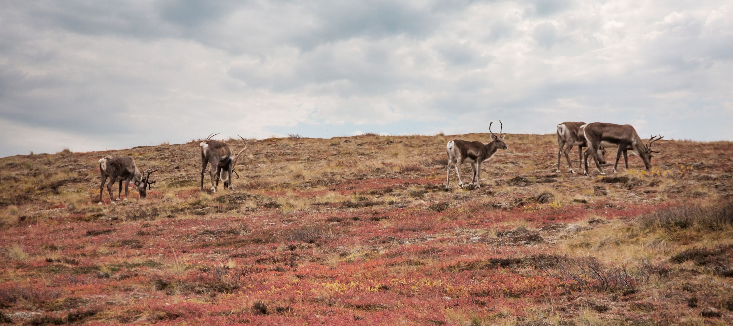 Gut getarnt in den Herbstfarben der Tundra-Landschaft