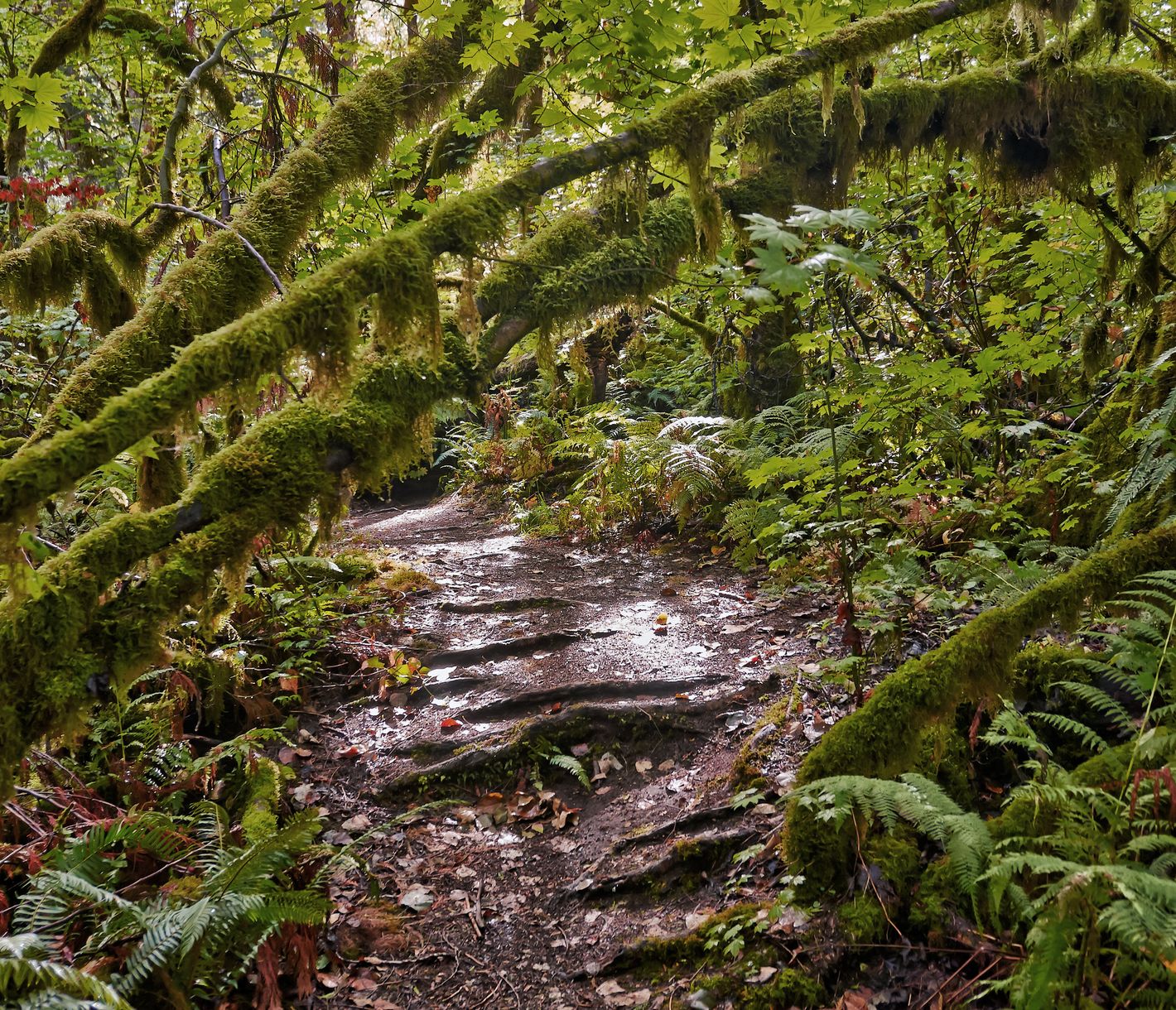 Grün so weit das Auge reicht