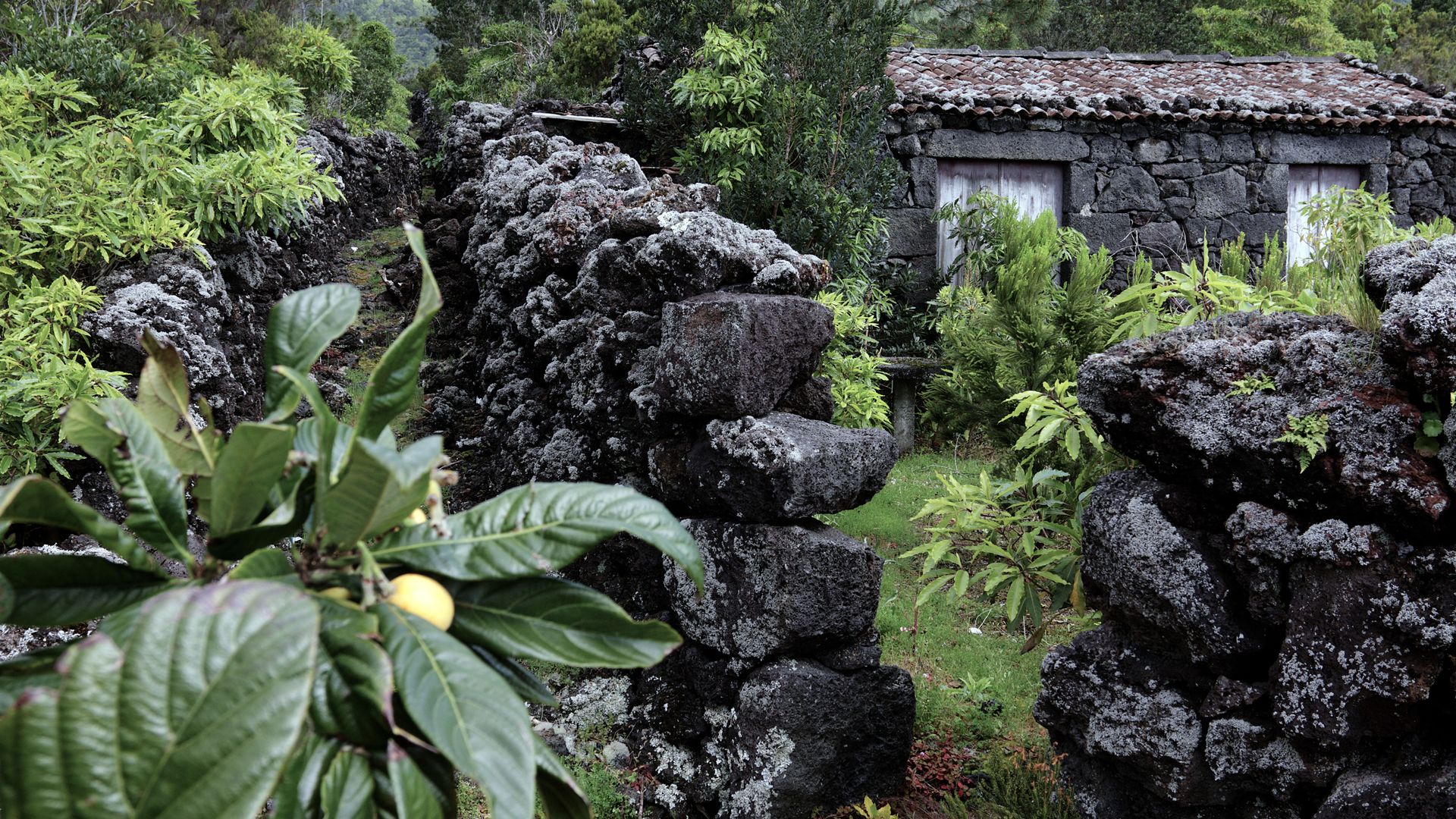 Pico – die Insel der Vulkane