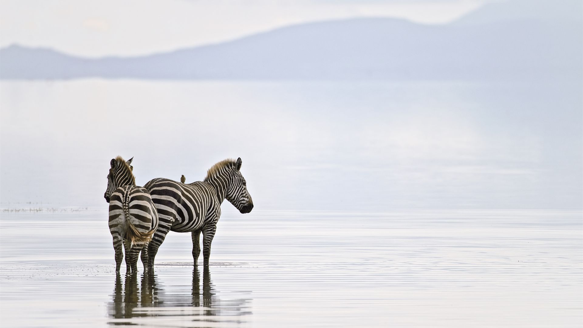 Bain de pied dans le lac Manyara pour ces zèbres paisibles