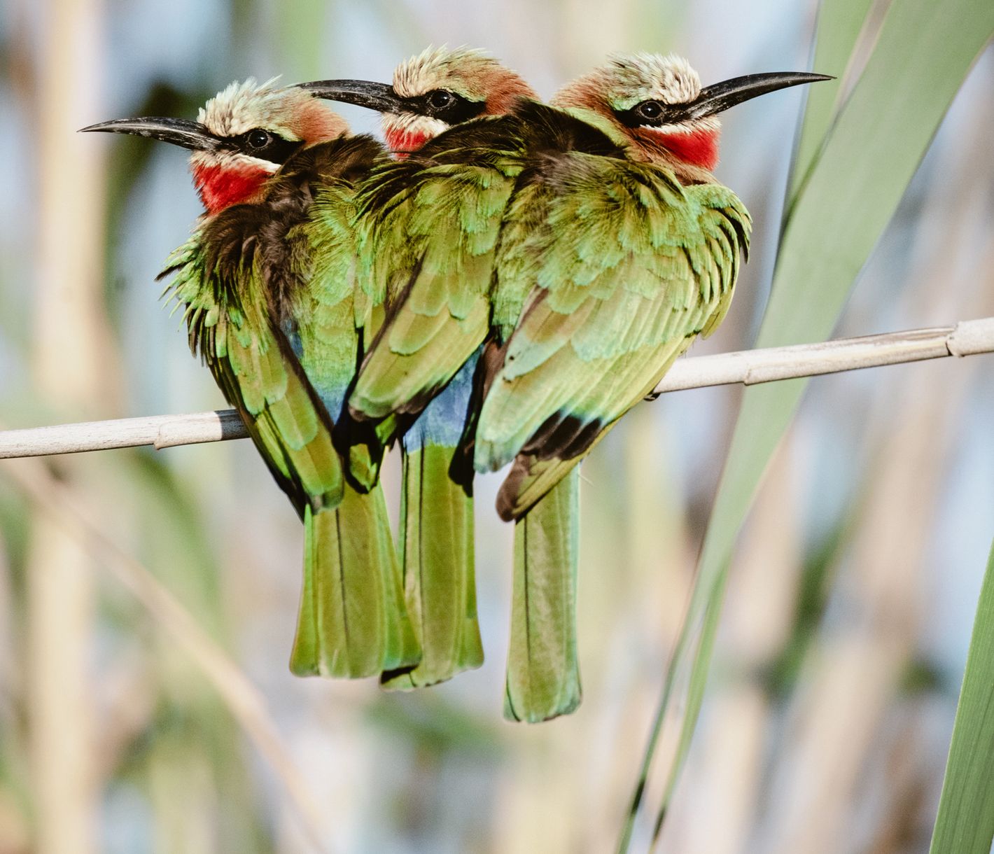 Der Weissstirnspint ist ein Koloniebrüter und lebt südlich der Sahara.