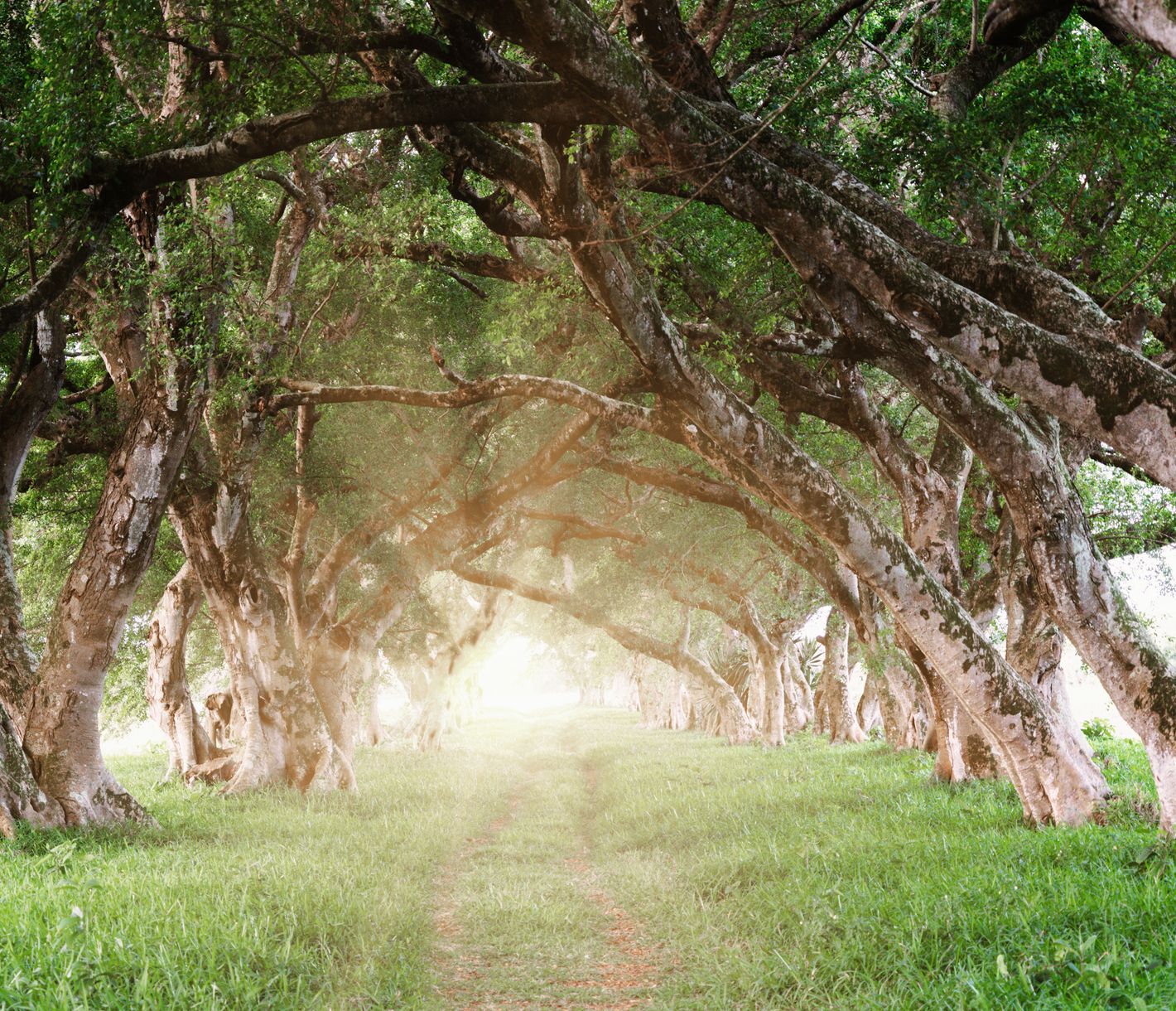 Die majestätische Baumriesen, die die Allée de Beau Vallon säumen, erstrahlen im Gegenlicht.