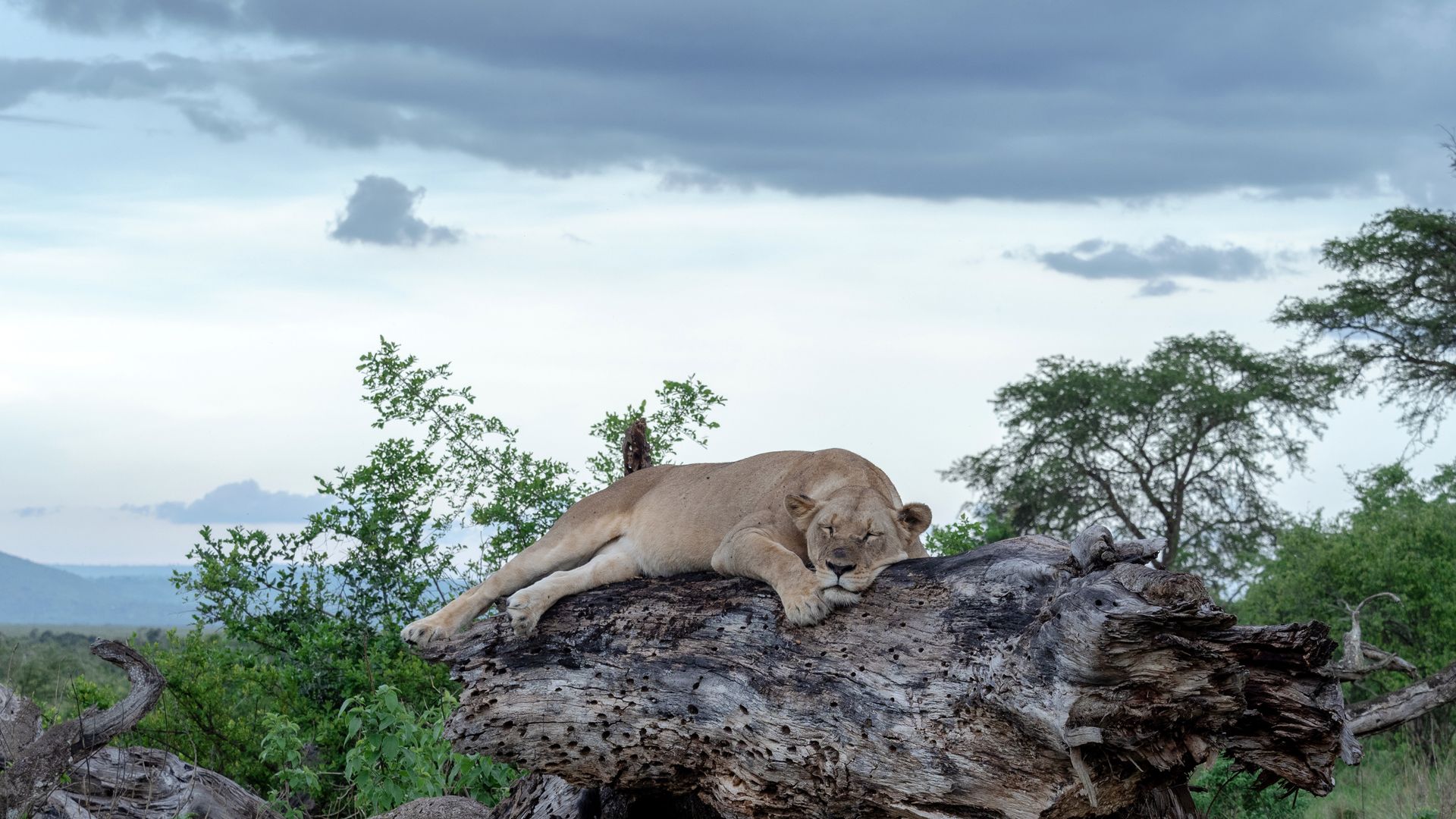 Lionne endormie dans le Parc National de l'Akagera.